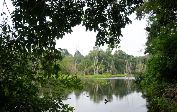 Natureza Paisagem Fundo Árvore Dossel Primeiro Plano Com Fundo Lago — Fotografia de Stock