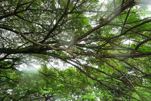 Canopy Árvore Natureza Fundo Padrão — Fotografia de Stock