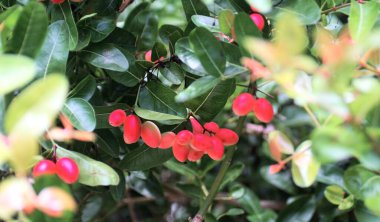 Ağaçta çiçek açan Karanda meyvesi.