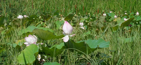 Flor Loto Estanque — Foto de Stock