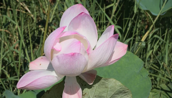 Rózsaszín Lótuszvirág Virágzás Közelkép — Stock Fotó