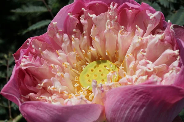 Pink Lotus Flower Blossom Close Shot — Stock Photo, Image