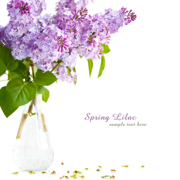 Lilac flower — Stock Photo, Image