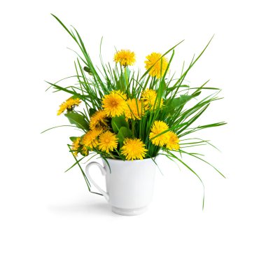 karahindiba ve yeşil çimen