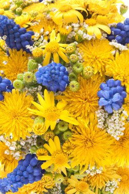Kara hindiba ve muscari bahar çiçekleri
