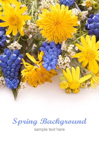 Frühlingsblumen mit Löwenzahn und Muscari — Stockfoto