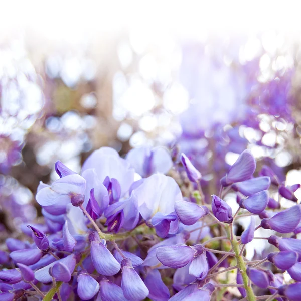 Wistaria azul no jardim — Fotografia de Stock