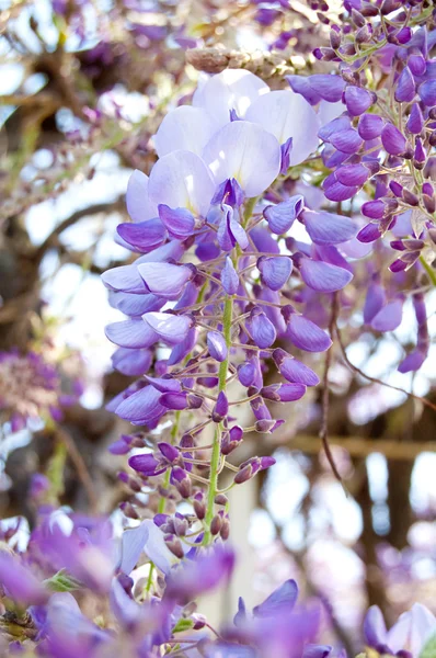 Wistaria azul no jardim — Fotografia de Stock