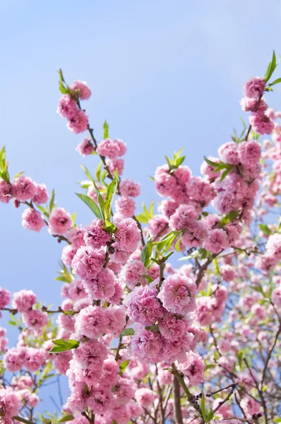 Spring Cherry blossom — Stock Photo, Image