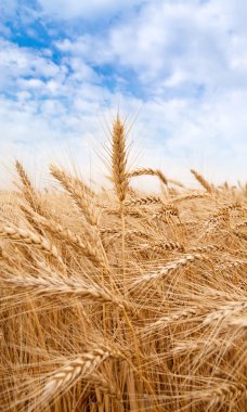 Altın buğday tarlası