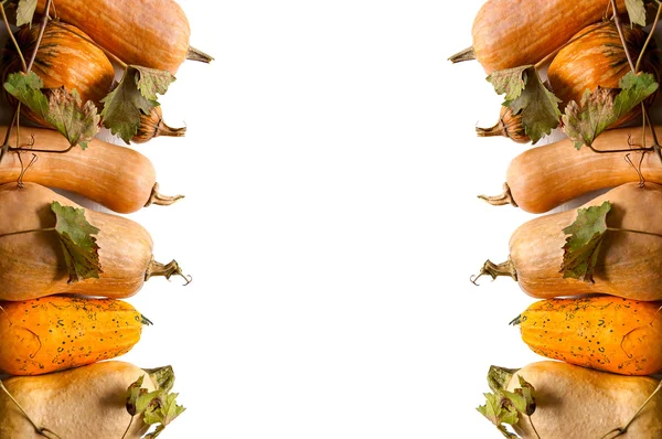 Pumpkins with stem — Stock Photo, Image