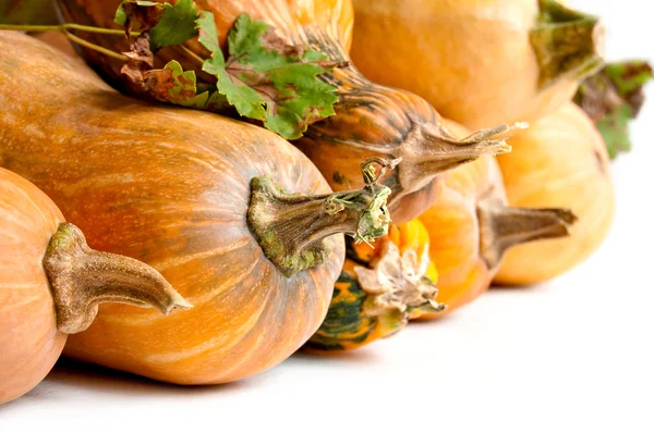 Calabazas con tallo — Foto de Stock