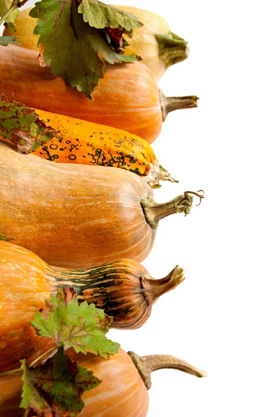 Pompoenen met stam — Stockfoto