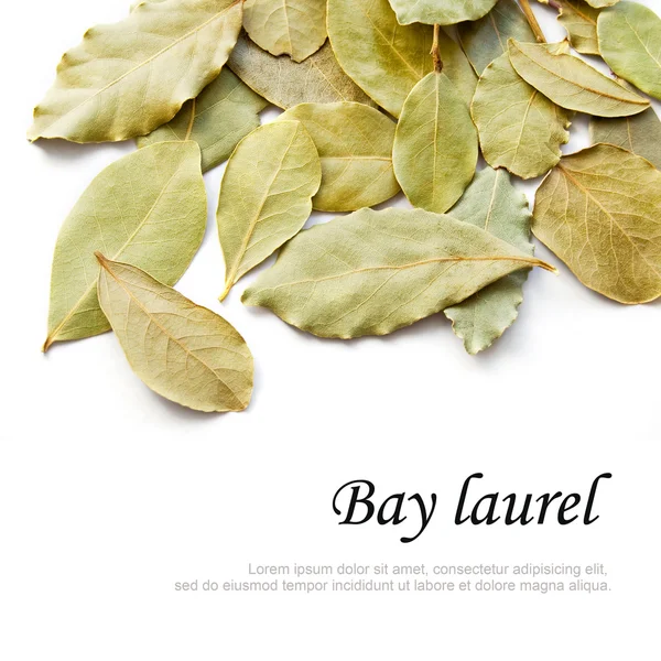 Bay laurel leaves — Stock Photo, Image