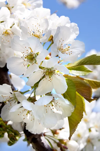 Kirschblüten auf blauem Hintergrund — Stockfoto