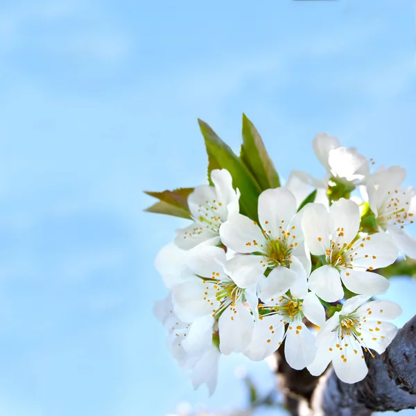Cherry blossoms on the blue background — Stock Photo, Image