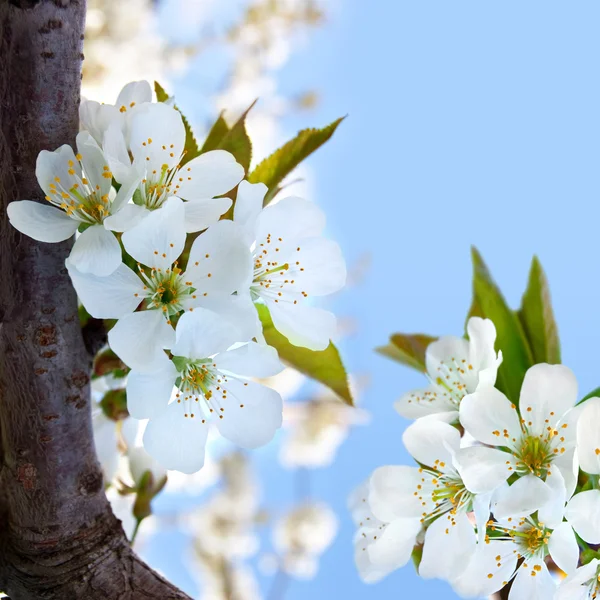 Kirschblüten auf blauem Hintergrund — Stockfoto