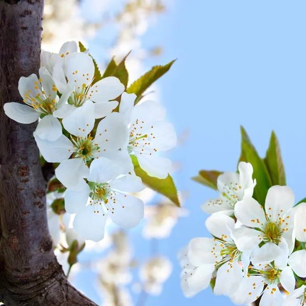 Cherry blossoms on the blue background — Stock Photo, Image