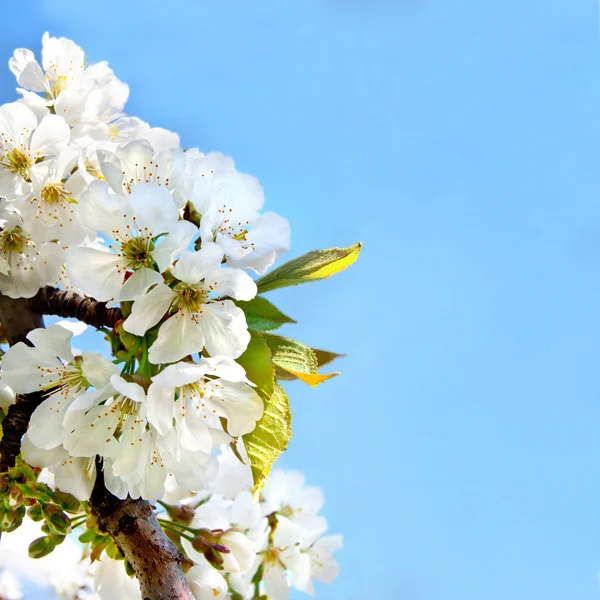 Cherry blossoms on the blue background — Stock Photo, Image