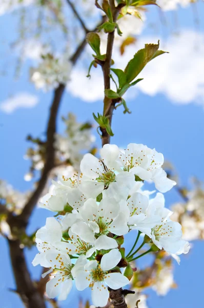 Cherry blossoms on the blue background — Stock Photo, Image