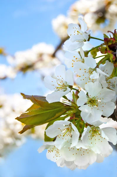 Cherry blossoms on the blue background — Stock Photo, Image