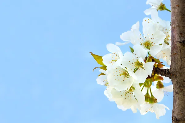 Cherry blossoms on the blue background — Stock Photo, Image