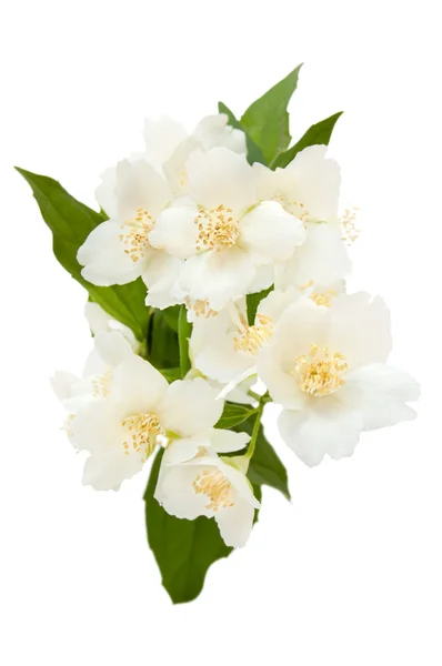 Bouquet of Jasmine — Stock Photo, Image