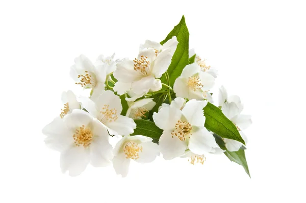 Strauß Jasmin — Stockfoto