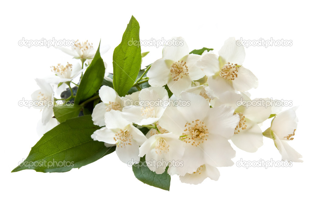 Bouquet of Jasmine