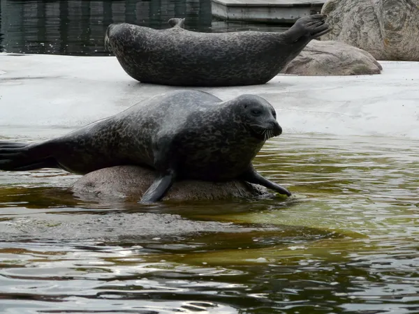 Sello en agua — Foto de Stock