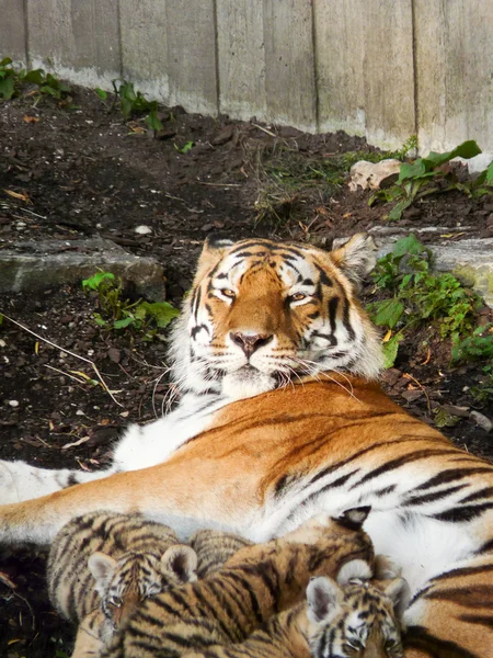 Tigres — Fotografia de Stock