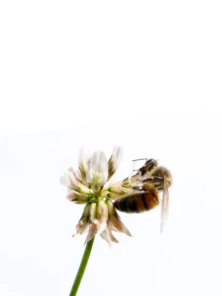 Biene auf einer Blume lizenzfreie Stockfotos