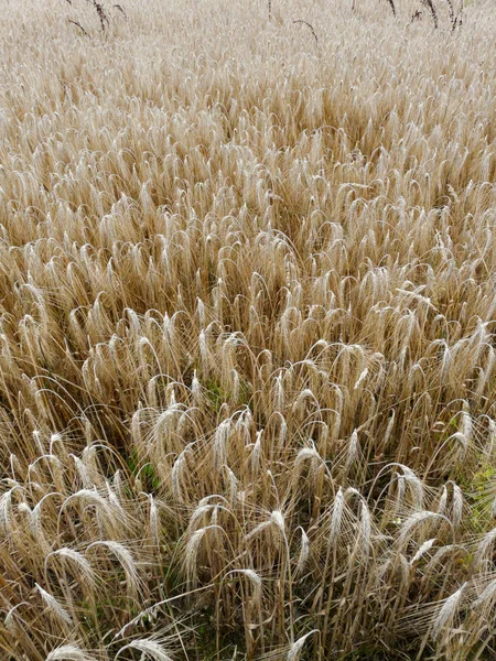 Crop field — Stock Photo, Image