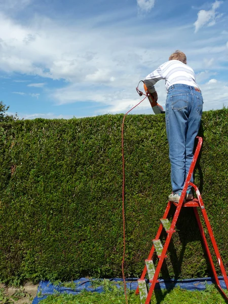 Hecke geschnitten — Stockfoto