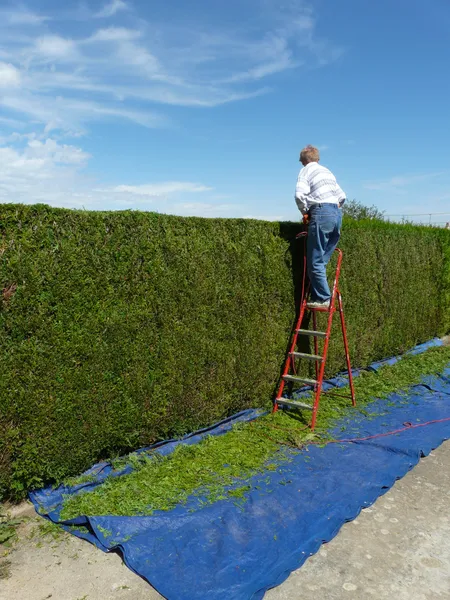 Hecke geschnitten — Stockfoto