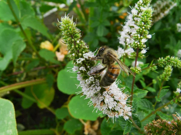 Pollensammlung — Stockfoto