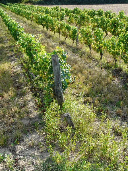 Weinberge — Stockfoto