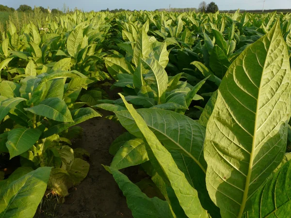 Tobacco — Stock Photo, Image