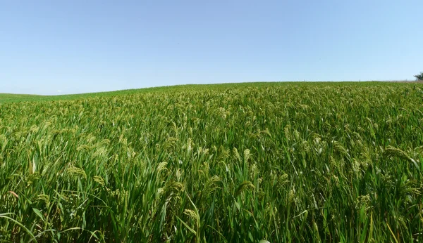 Campo de cultivo — Fotografia de Stock