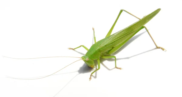 Insect geïsoleerd op wit — Stockfoto