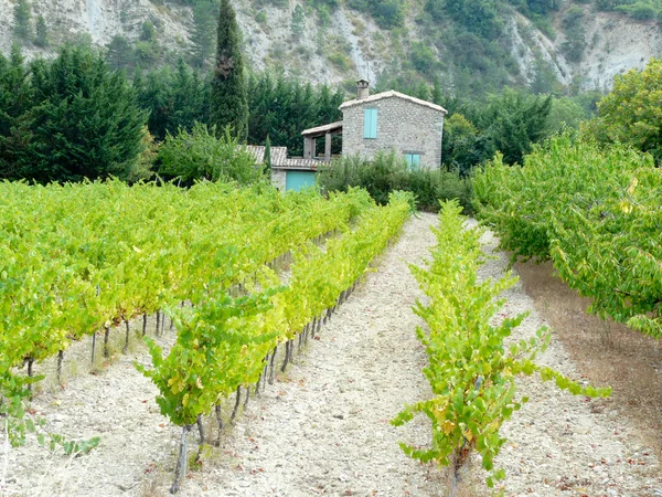 Vineyard — Stock Photo, Image