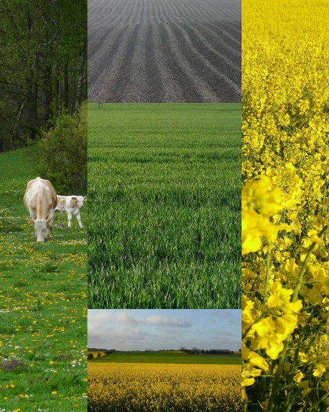 Gröda fält — Stockfoto