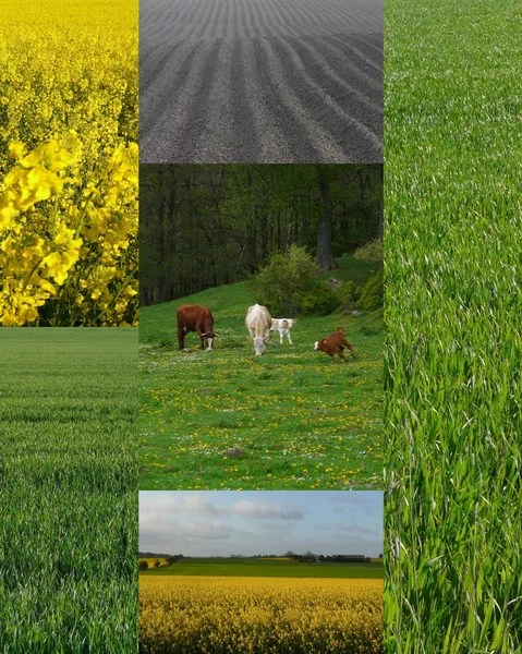 Gröda fält — Stockfoto