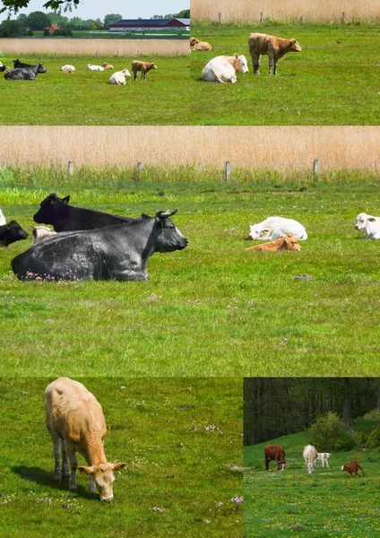 Фермерское животное — стоковое фото