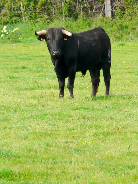 Camargue, Frankrijk — Stockfoto