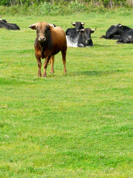 Camargue, Frankrijk — Stockfoto