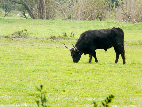 Camargue, Francia — Foto de Stock