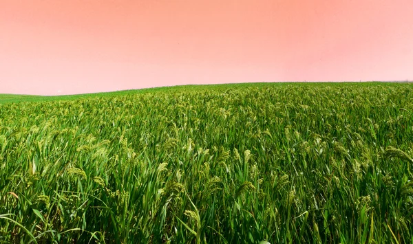 Paisaje de cultivos — Foto de Stock