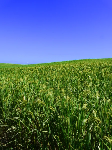 Beskära landskap — Stockfoto