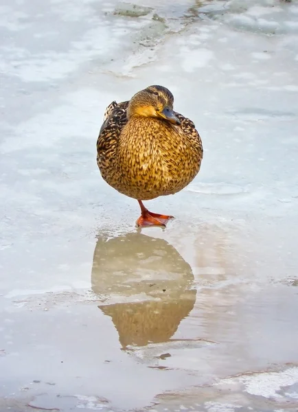 Duck dreaming — Stock Photo, Image